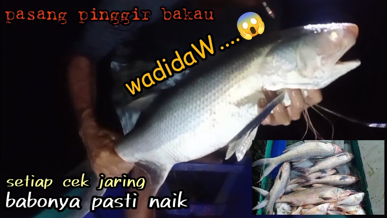di pinggir bakau ternyata sarangnya babon !!!