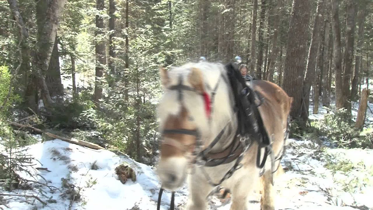 Logging With Horses