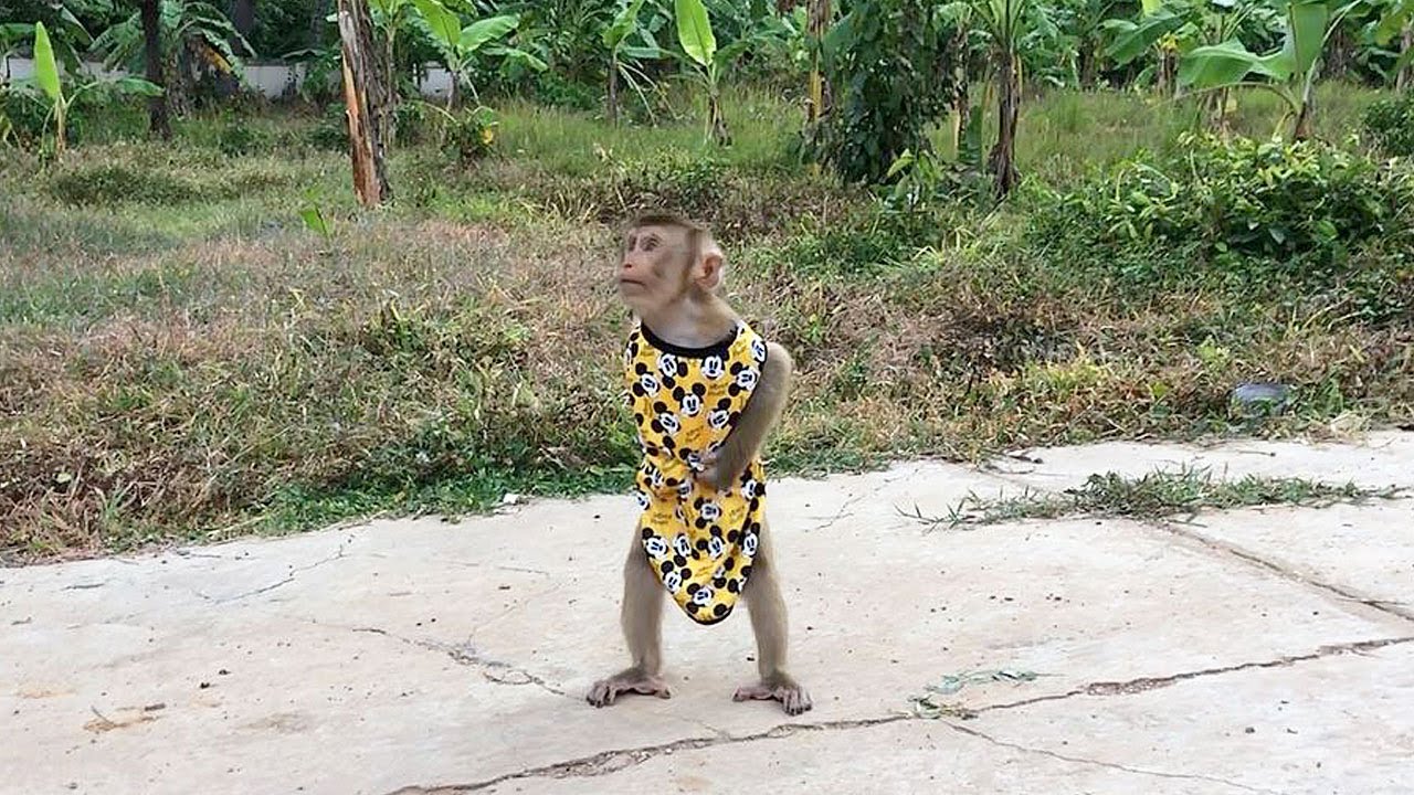 Prince Jason Walk Moaning Panicked While Do Exercise With Family