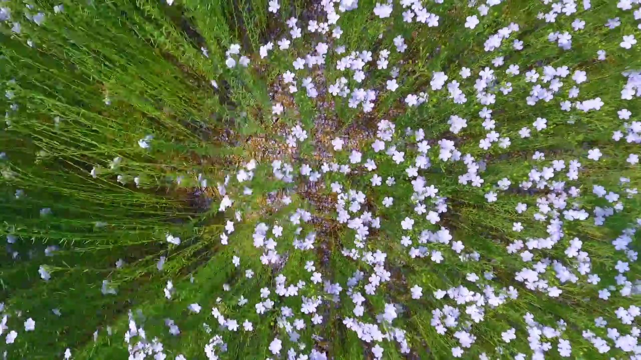 Champ de lin en fleurs vue du drone