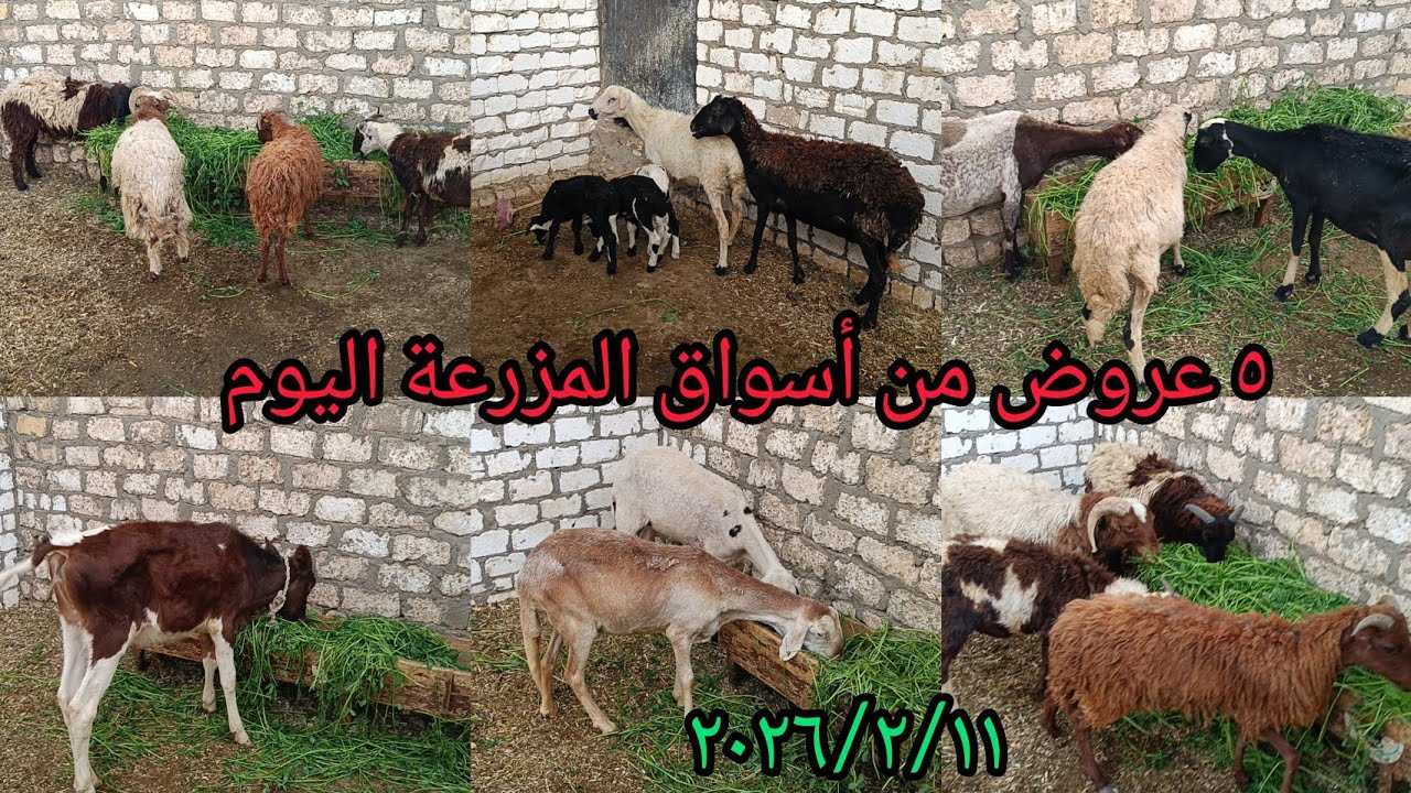 ٥ عروض من أسواق المزرعة تشكيله جميله من العجلات القاني والنعاج العشر والولاده اليوم ٢٠٢٦/٢/١١