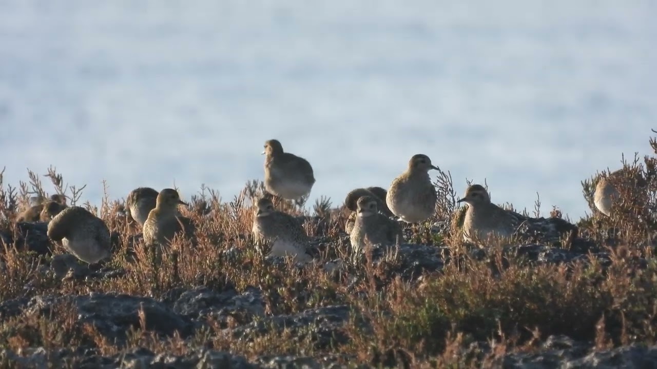 European Golden Plover, Piviere dorato (Pluvialis apricaria)