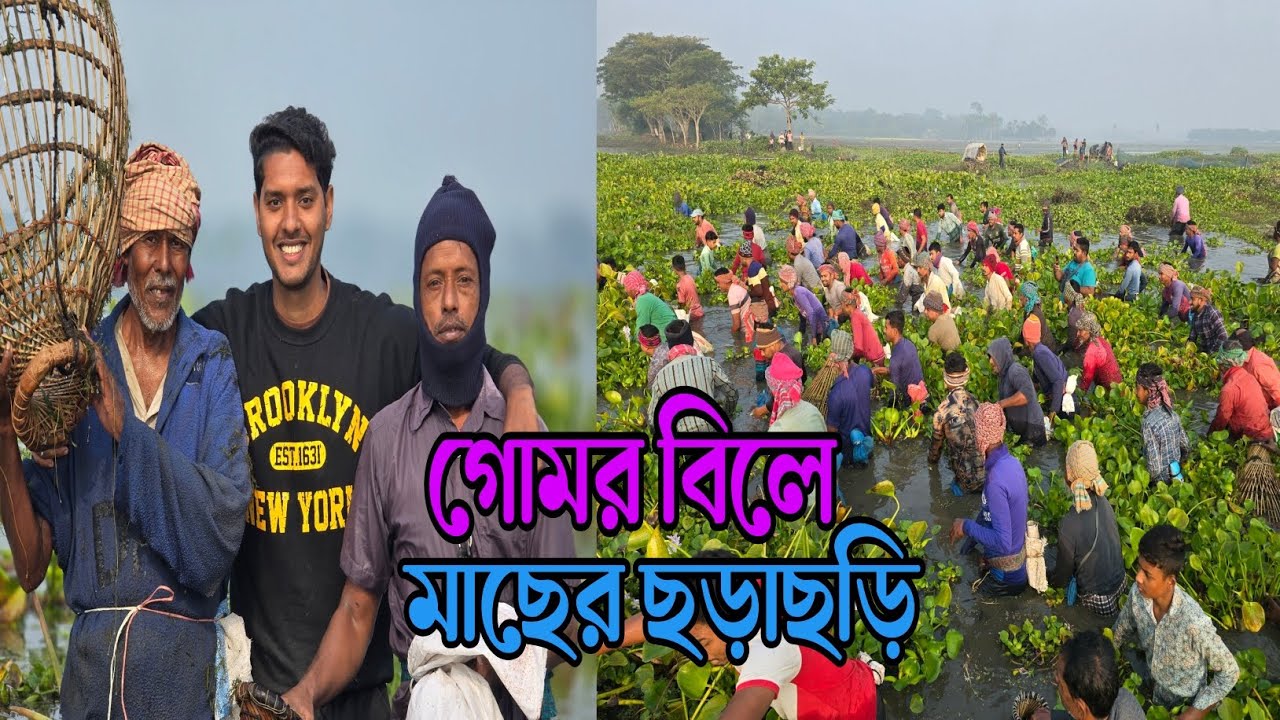 শার্শা থানার গোমর বিলে মাছের ছড়াছড়ি। 