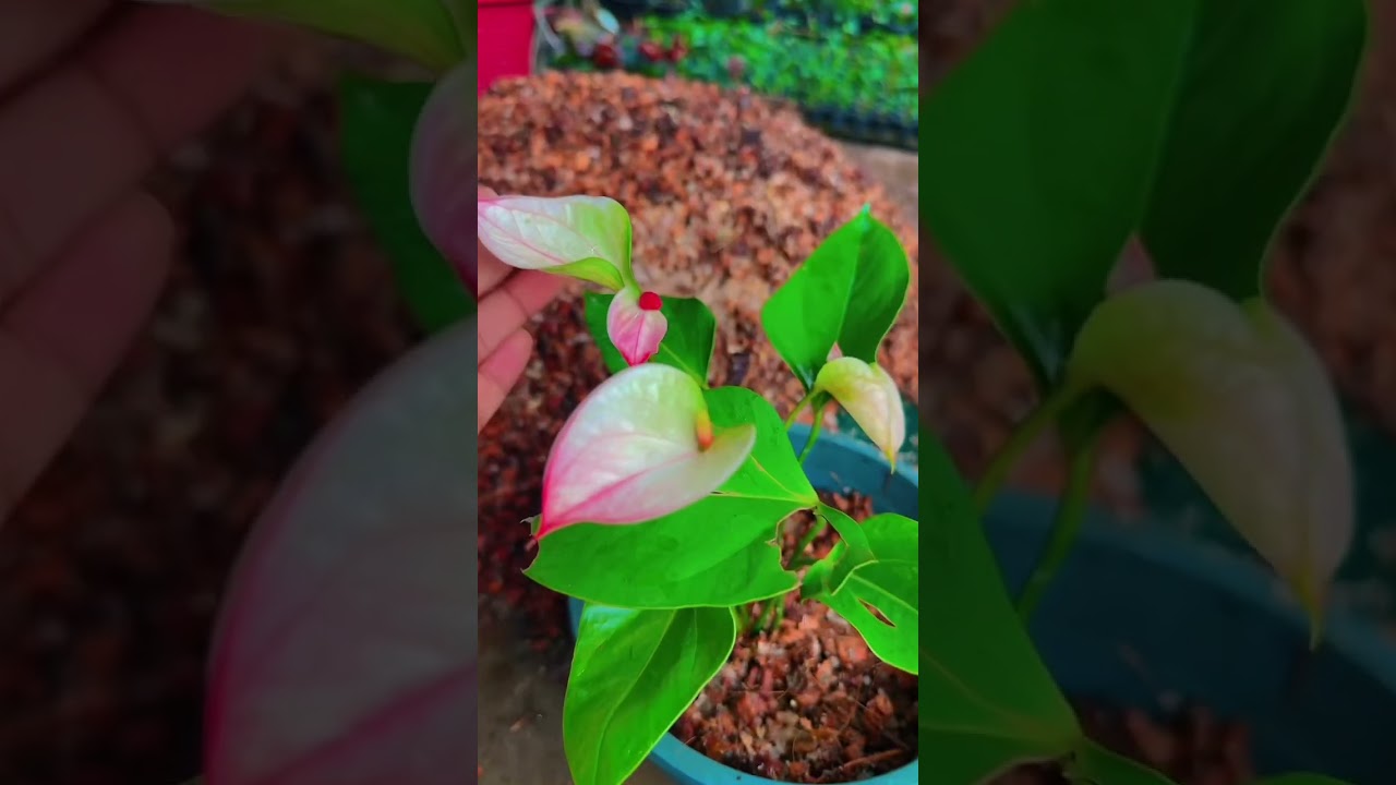 @primaliplantnursery7820