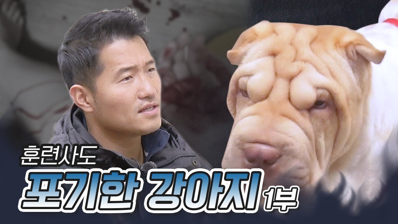 훈련사도 포기한 강아지 샤페이 또또 1부｜내 강아지의 공격성 The aggression of my dog