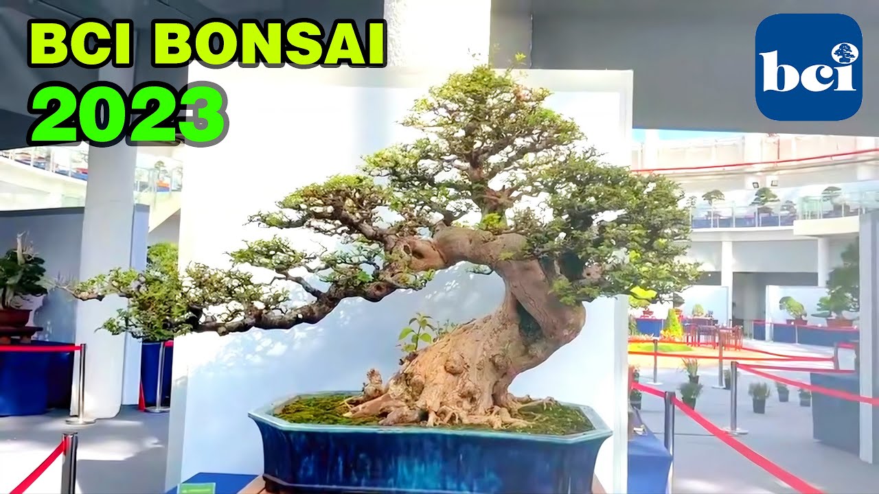BCI bonsai Quốc Tế tại Giang Tô năm 2023