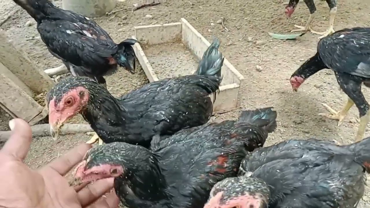 @usaha mandiri unggas,kegiatan di hari libur memberi makan ternak ayam kampung sambil servis kandang