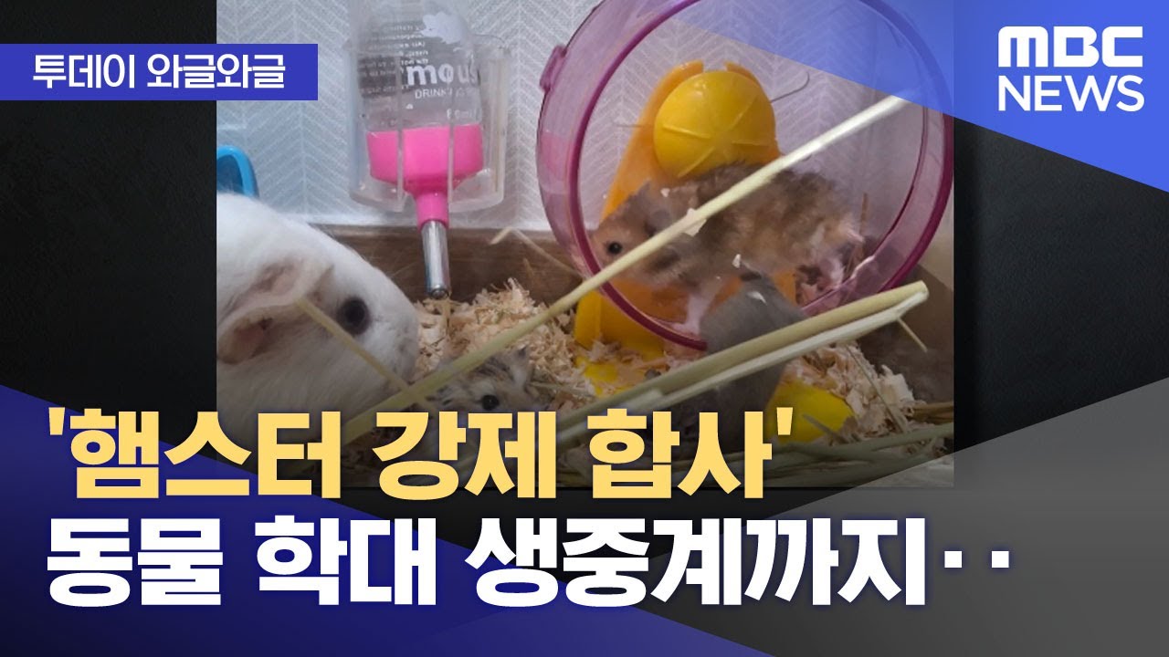 [와글와글] '햄스터 강제 합사' 동물 학대 생중계까지‥ (2025.12.30/뉴스투데이/MBC)