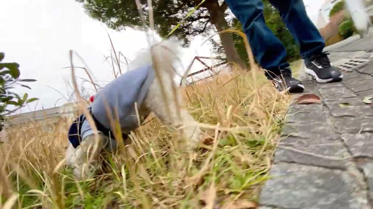 Lura's Walk_L044＃犬＃ペット＃愛犬＃ルラウォーク＃ビションフリーゼ＃bichon frisé＃お散歩＃ルラ＃ワンコ＃小型犬＃dog＃walk#walking#もふもふ＃ふわふわ