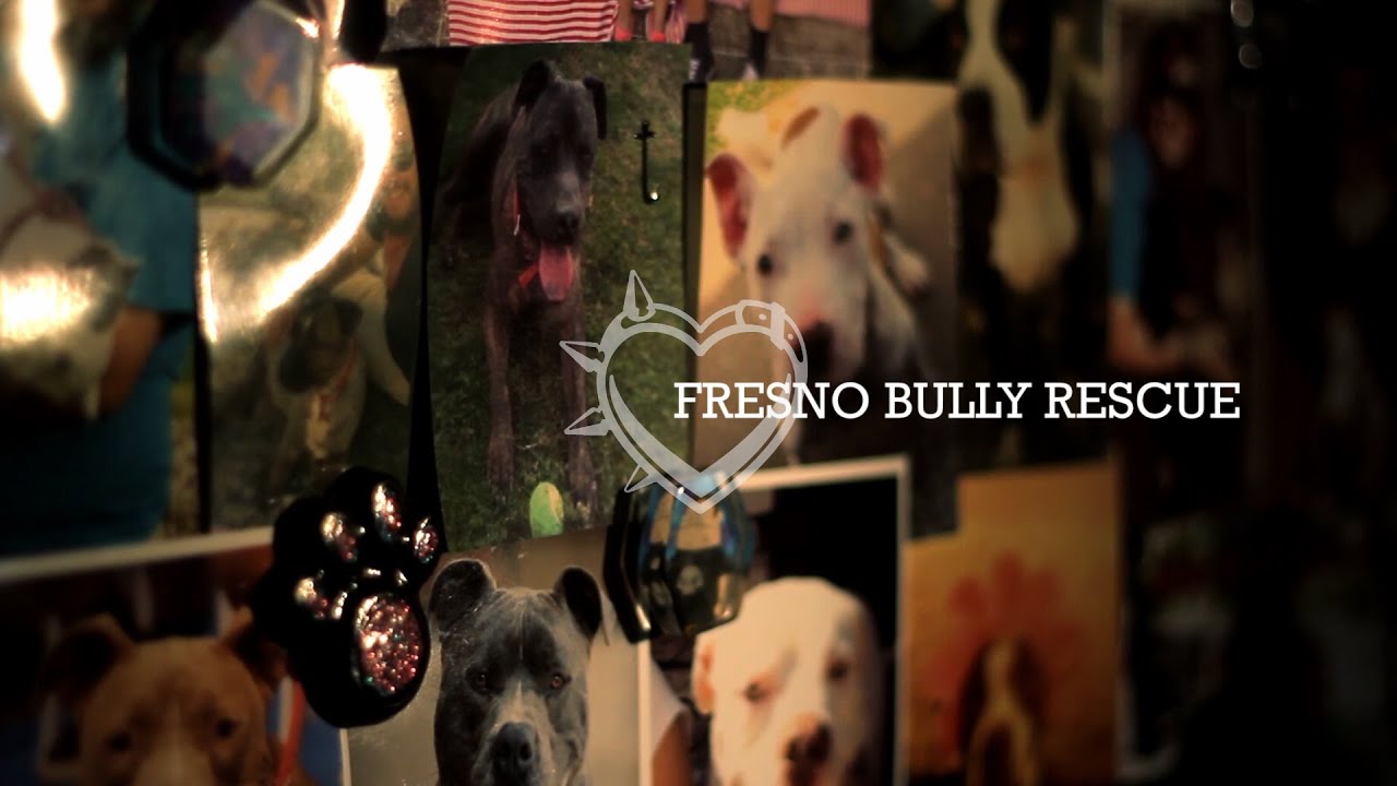 Fresno Bully Rescue - 