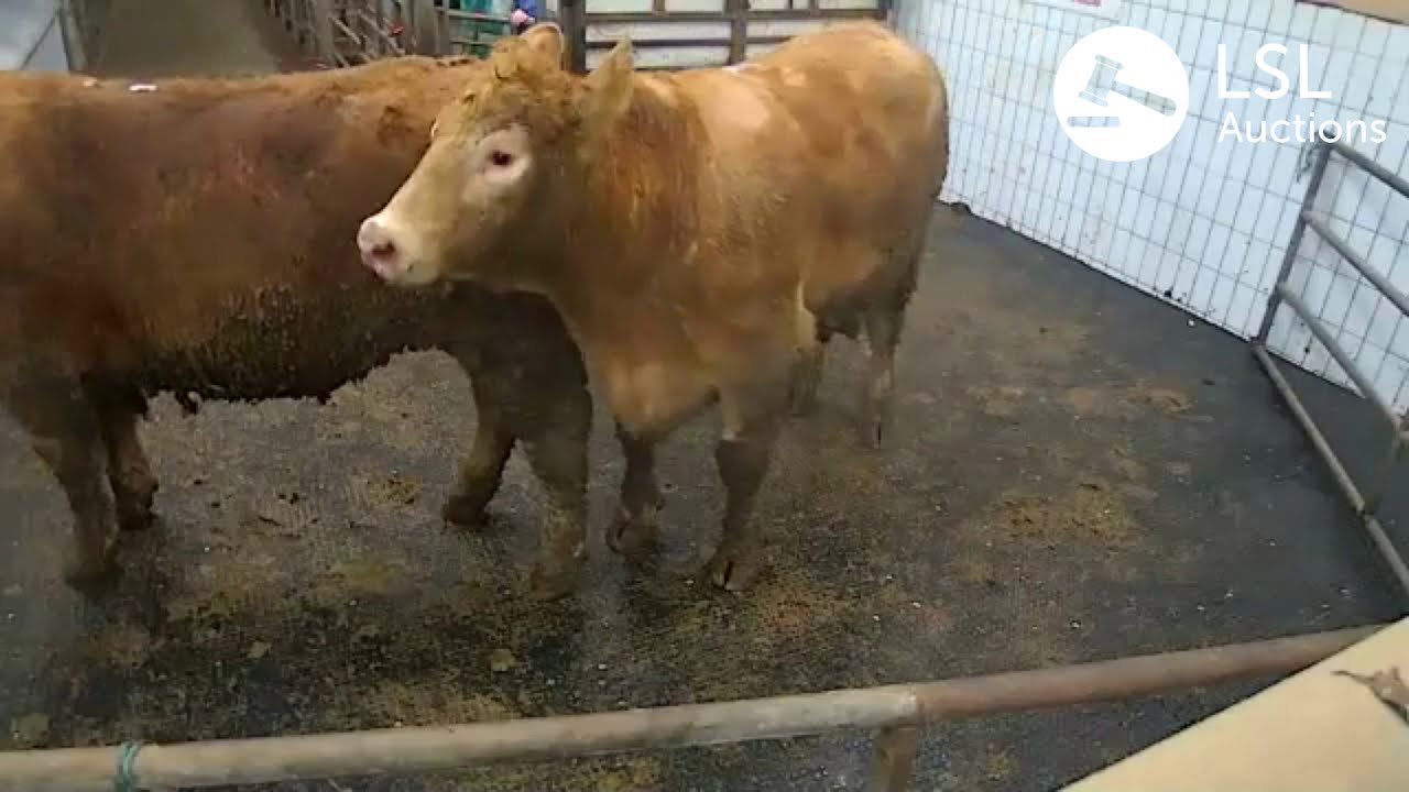 LSL Auctions - Two great beefy animals at Ennis Mart - LSLAuctions.com