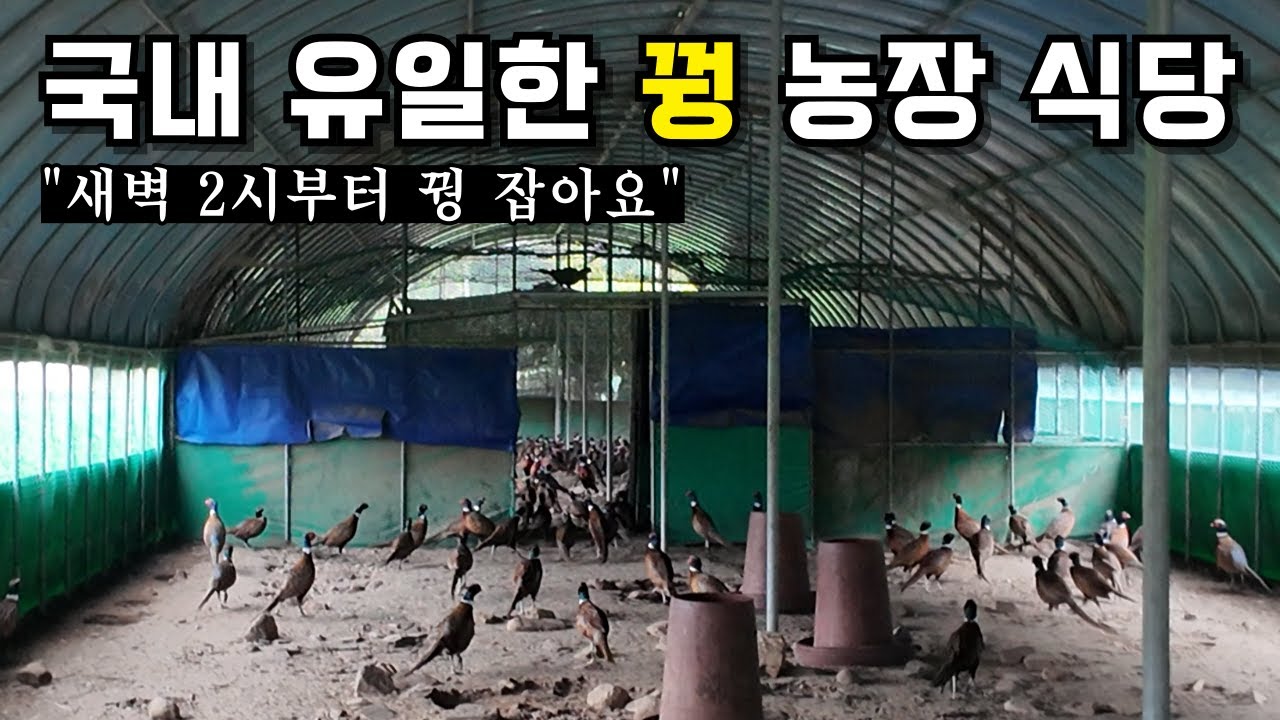 장끼만 2천마리 키우면서 운영하는 국내 유일한 꿩 식당 | 충주 수안보 대장군