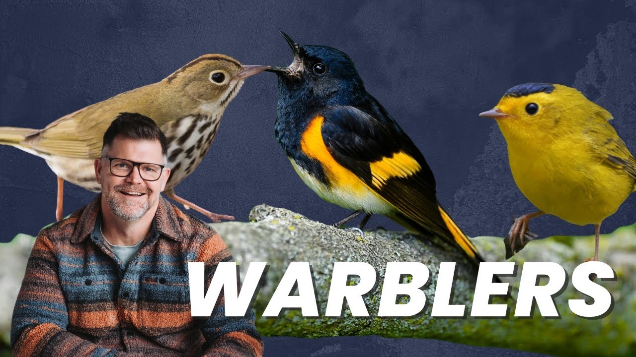 Your ULTIMATE Warbler ID Masterclass! Part 3