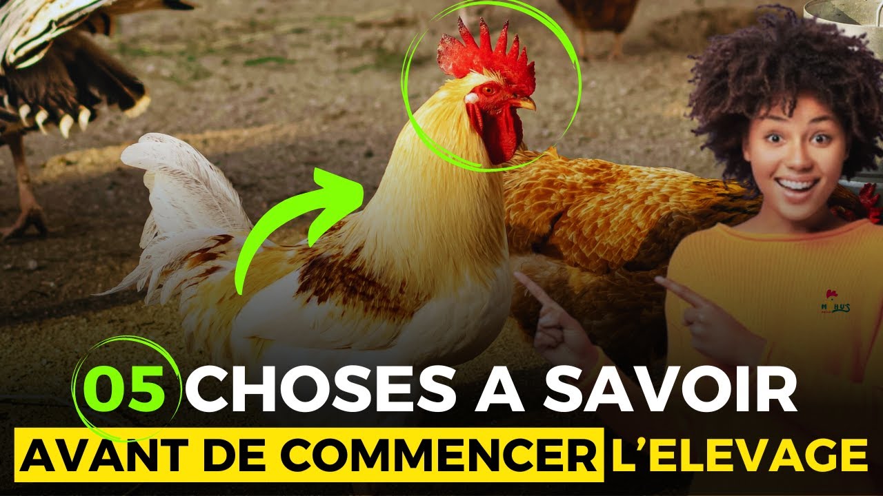 IMPORTANT: 05 CHOSES à Maîtriser AVANT de Prendre UN (01) POUSSIN #elevage #business #poulet