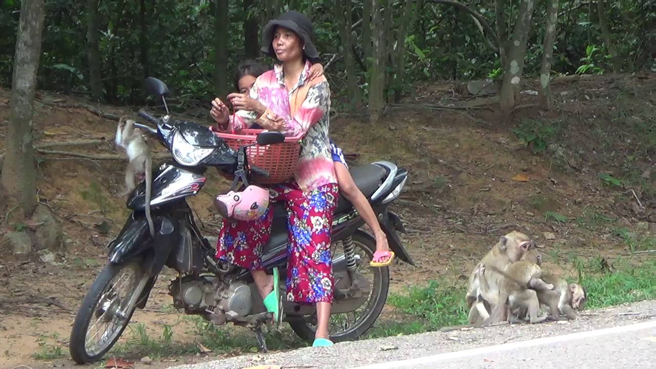 Monkey Life Funny At Angkor Wat Temple in Cambodia