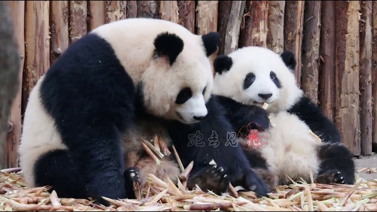小花花太可爱了，园润也忍不住要狂吸花花😍Little HeHua & Mama YuanRun (Throwback)