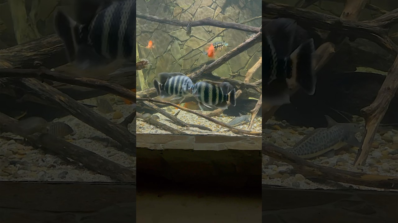 17“ Zebra Tilapia Buttikoferi 🔥 