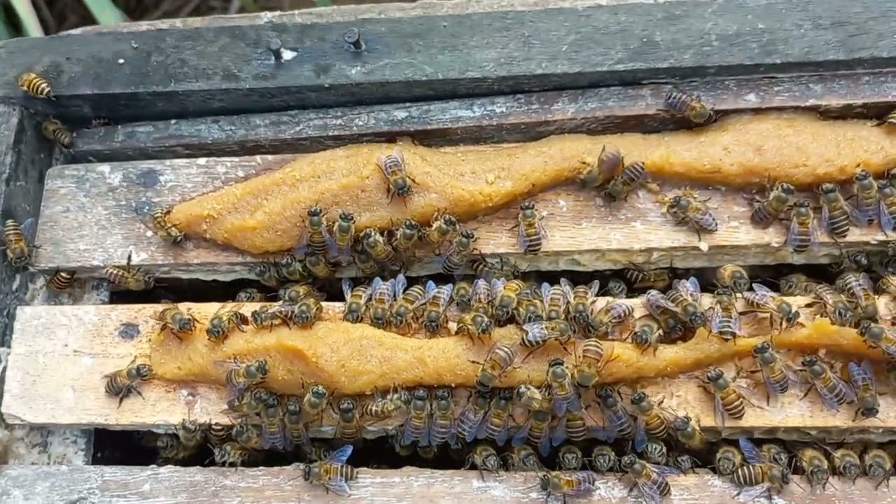 Harvesting Fresh Honey Surrounded by Angry Bees
