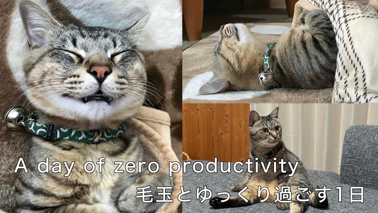 【Vlog】毛玉とゆっくり過ごす1日〜猫との暮らし〜