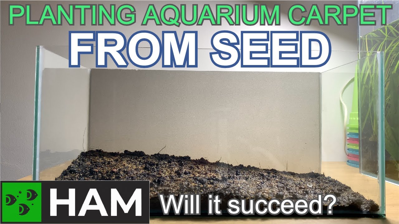 Planting aquarium carpet from seeds