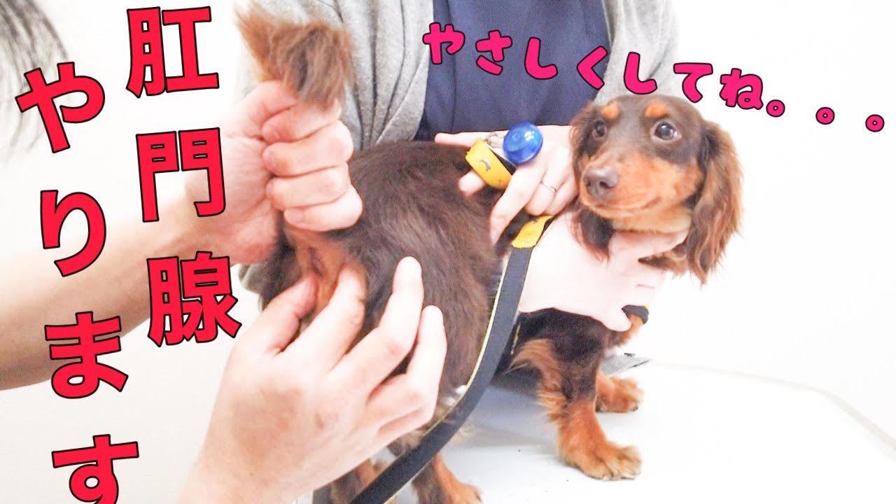 尻汁ブシャー!!獣医が教える肛門腺しぼり。大量噴射の瞬間【多頭飼い】【ミニチュアダックスフンド】【ペキニーズチワワMix】