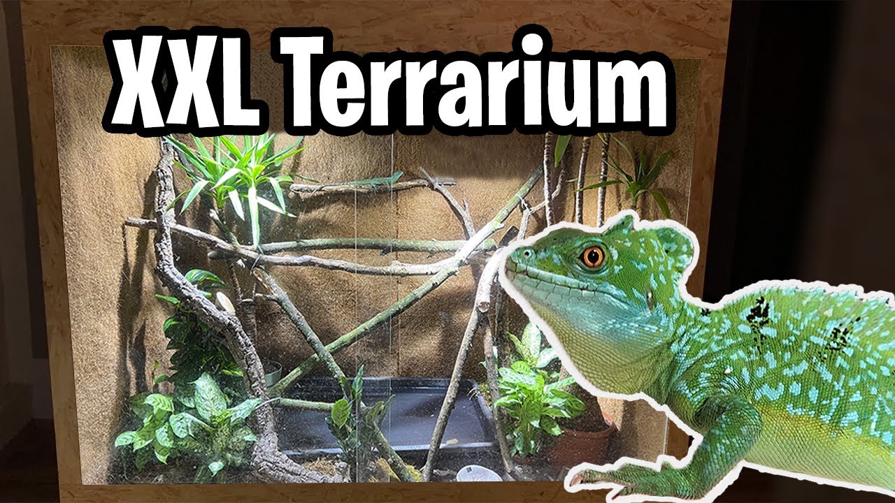 XXL Terrarium einrichten | Stirnlappenbasilisk | Basiliscus Plumifrons