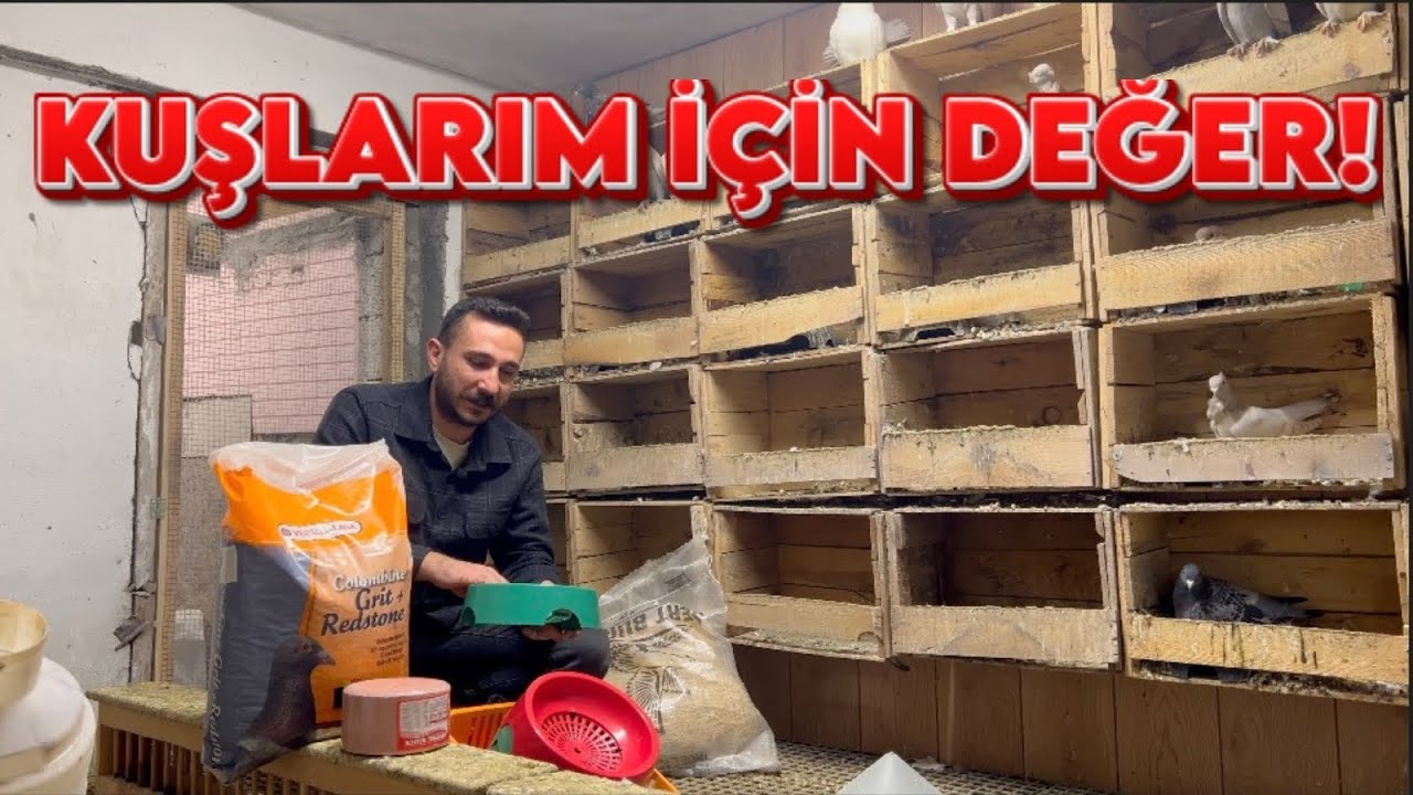 YENİ KUŞLARA YENİ ÜRÜNLER ALDIM! ÜRETİM BAŞLASIN!