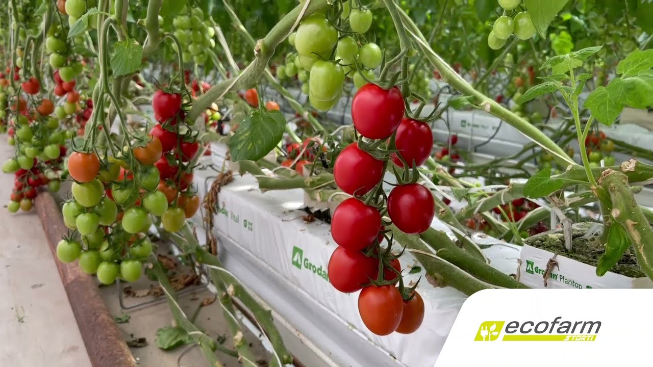Celle di conservazione Ozono | Azienda Rosario