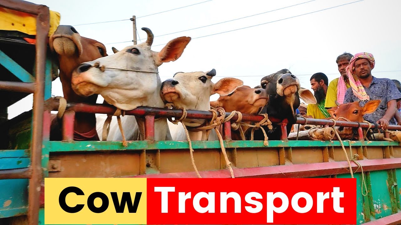 Cow Transport In Pickup | Village Cow Market