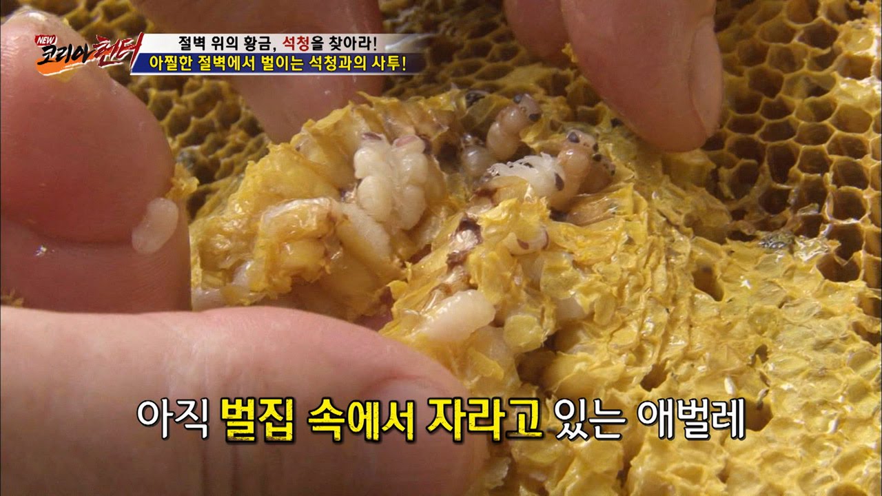 [징그러움] 완벽한 꿀을 위한 분리작업! 그리고 애벌레 [뉴 코리아 헌터] 8회 20160727