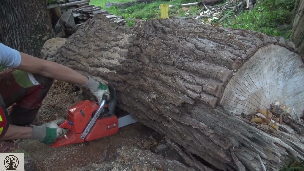 Bucking a Massive Poplar w Husqvarna 365, 24 inch bar!