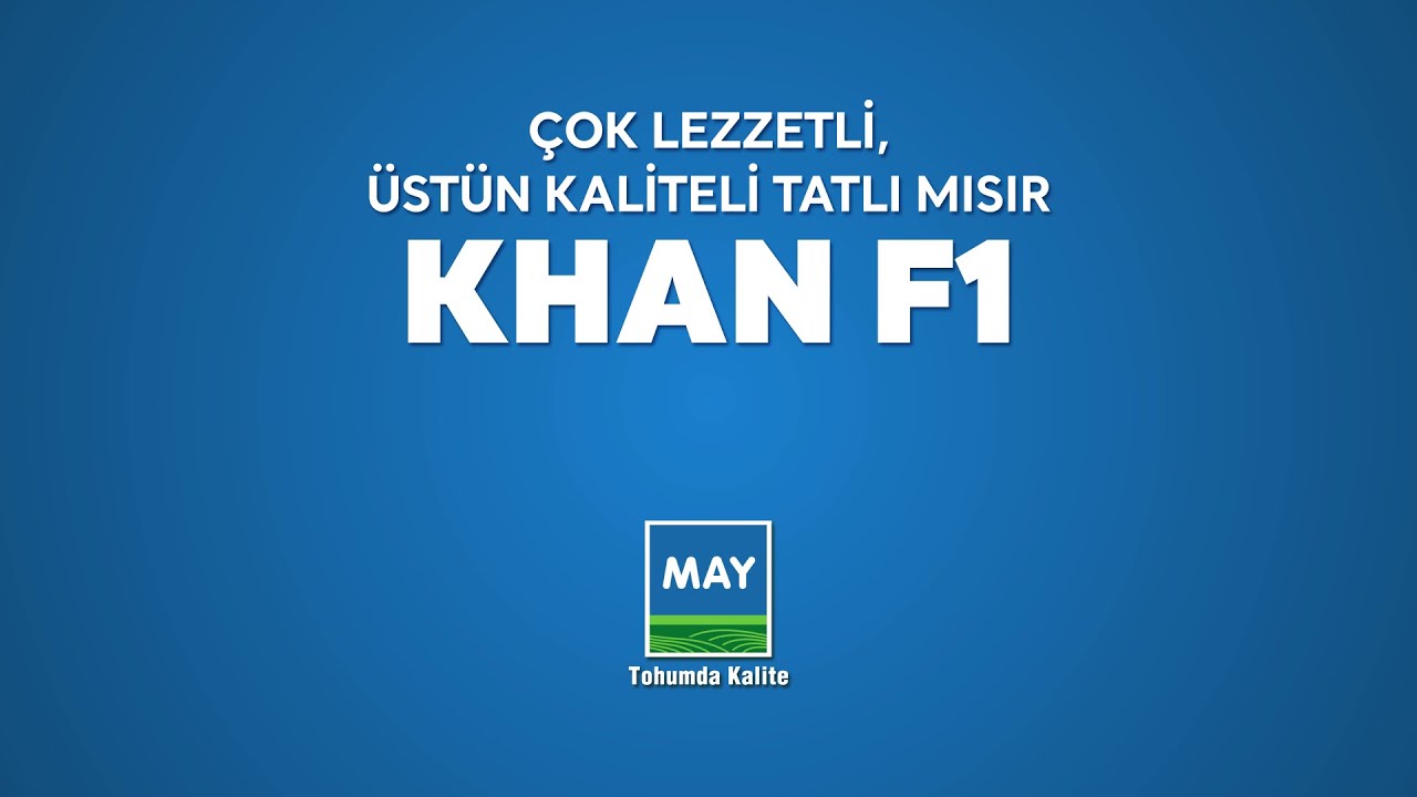 ÇOK LEZZETLİ, ÜSTÜN KALİTELİ TATLI MISIR KHAN F1