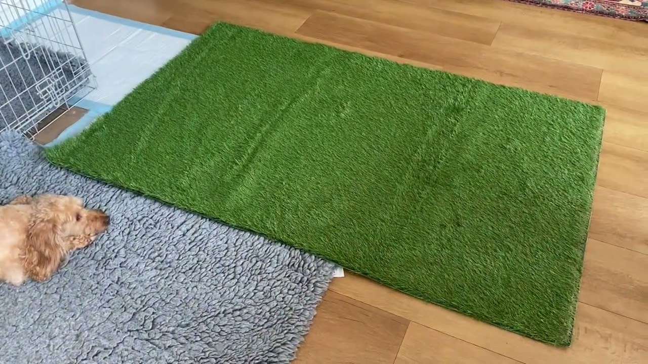 Pupdate 12