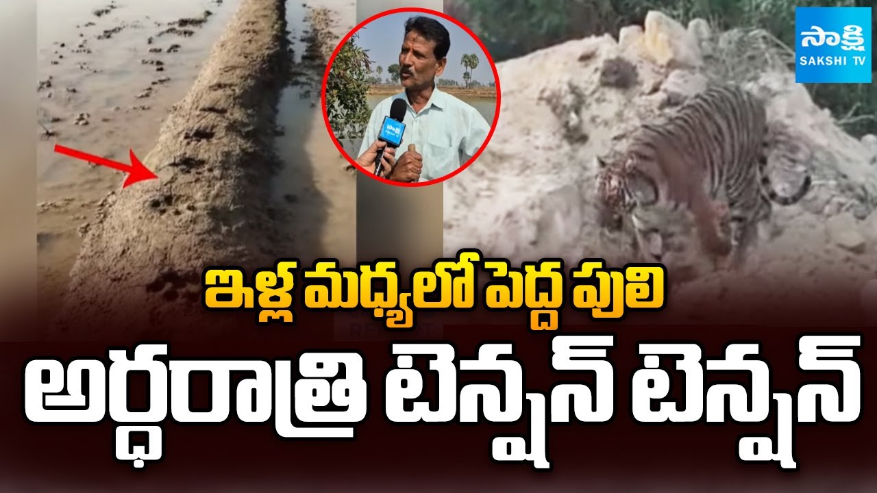 వామ్మో పులి.. | Tiger Hulchul in Karimnagar | Sakshi TV Ground Report