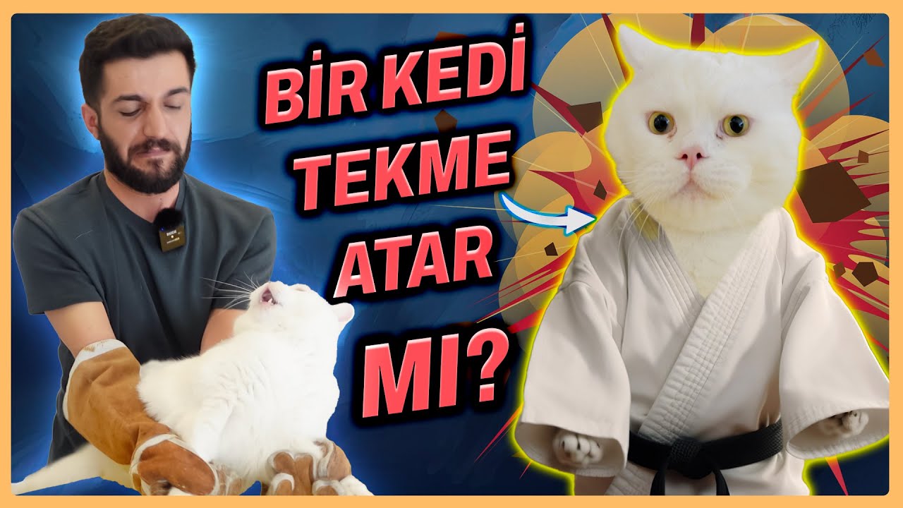 BU KEDİ ÇOK GÜÇLÜ!💪😃(Çok sevimli ve çok güçlü kedi)-Aggressive Cat