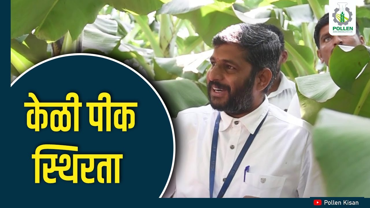 केळी पीक स्थिरता आणि थंडी पासून बचाव । शिवारफेरी सोलापूर । Pollen Kisan