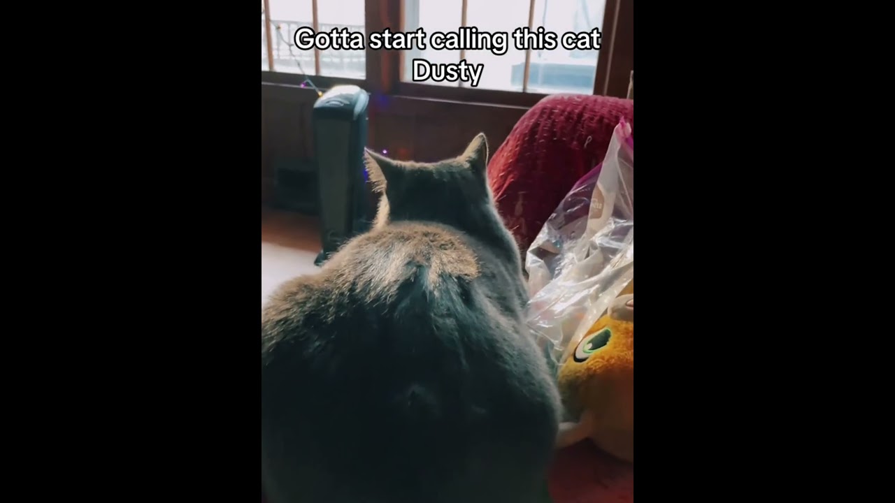 WTF dirty cat#cat#catvideo#catlover#funnycat#dirtycat#oops#fyp