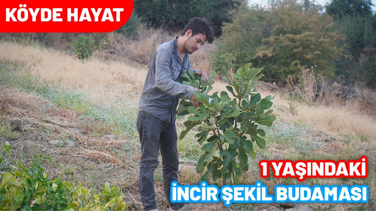 İNCİR BAHÇEMİZDEKİ İNCİR FİDANLARINA ŞEKİL BUDAMASI YAPIYORUZ ✅ İNCİR NASIL BUDANIR ❓İncir Budaması
