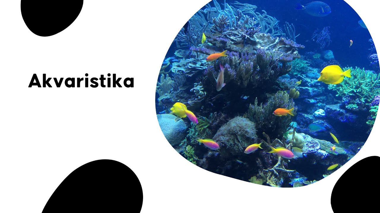 Sve što niste znali o AKVARISTICI