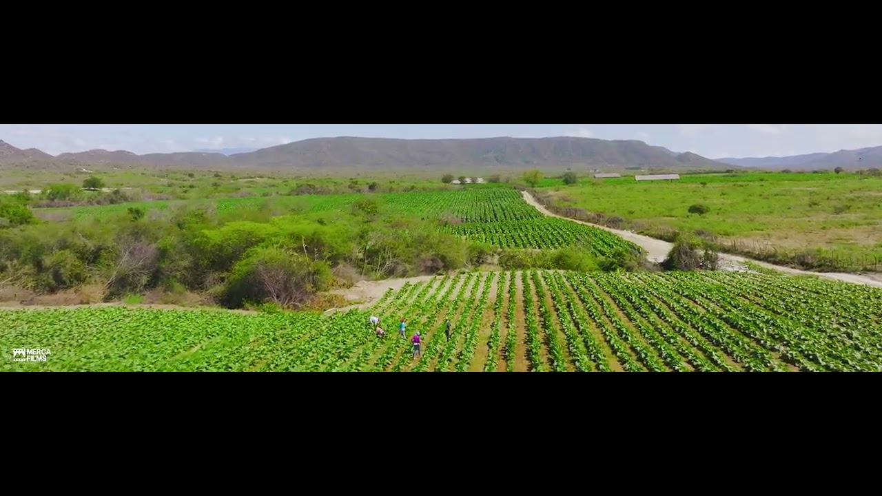 32:9 Tobacco fields shot on Mavic 3 cine