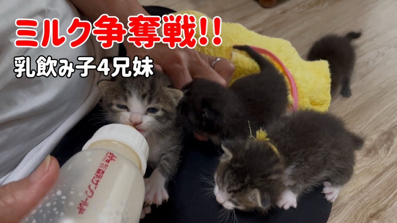 【授乳中の母猫を捕獲してしまった現場】その後の乳飲み子達の様子をご覧ください