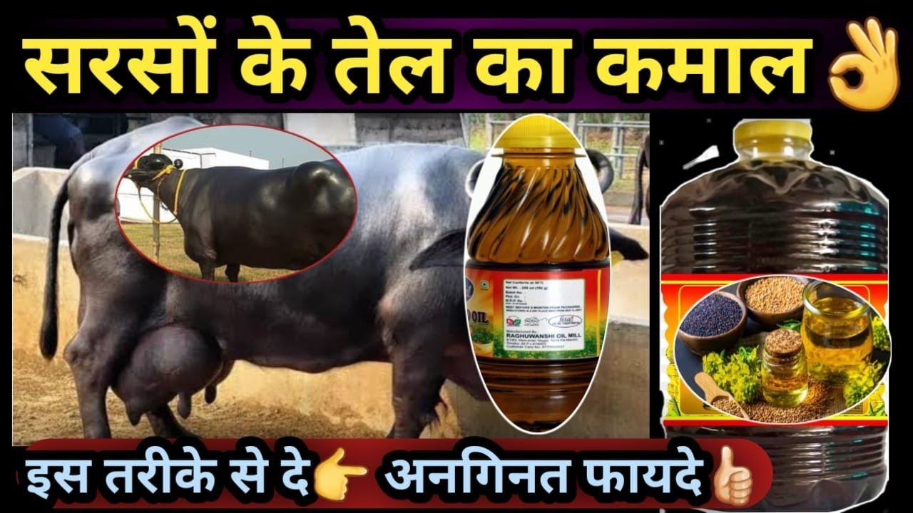 सरसों के तेल का कमाल👌सरसों तेल के अनगिनत फायदे🤘Amazing Benifits of Mustard Oil Cow Buffalo 