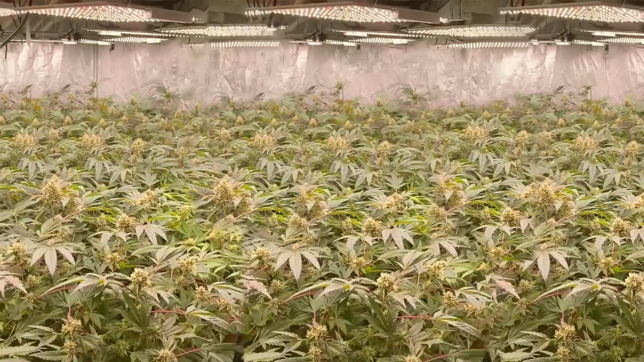 Commercial Cannabis Grow from Veg to Harvest Indoor Growing By Spider Farmer Grow SF1000LED  Light