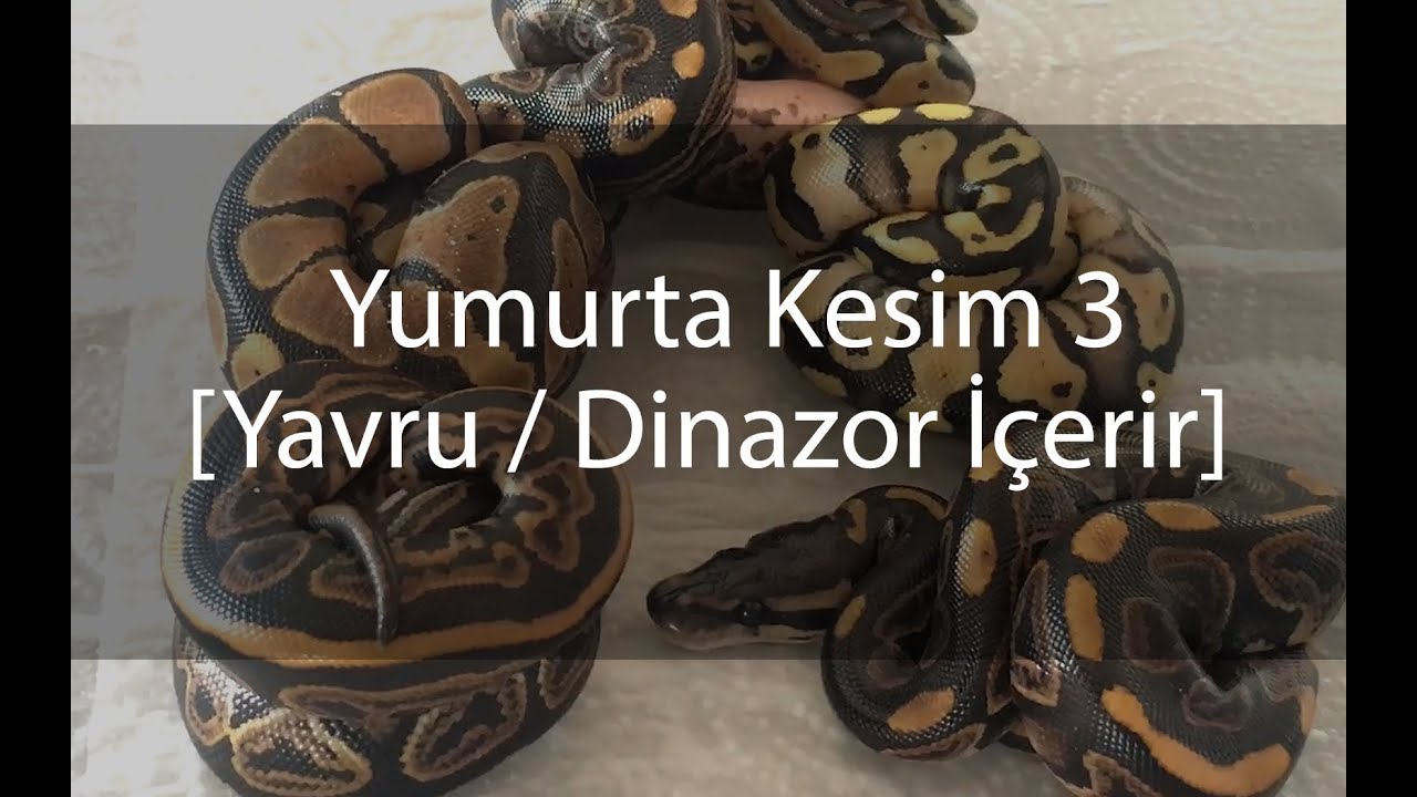 Yılan Yumurtası Kesimi 3 ( DİNOZOR içerir! ) - Piton Yavruları