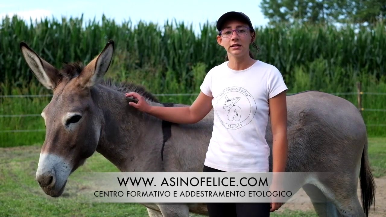 Donkey Educational - Le orecchie dell'asino
