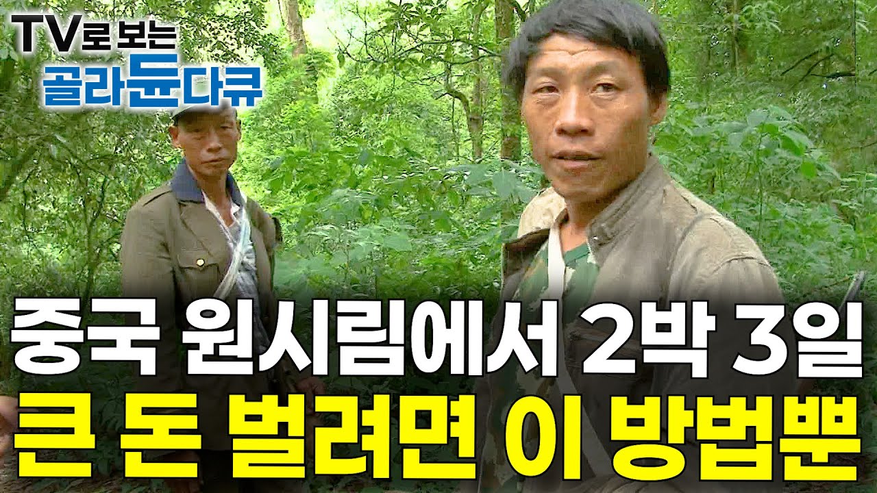 준비물은 총 한 자루. 해발 3600m 중국 원시림에서 바위 뒤져봤더니 돈이 쏟아진다｜석청 채집꾼｜극한직업｜#골라듄다큐