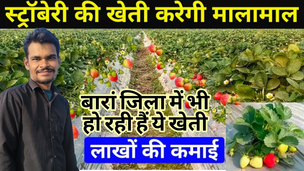स्ट्रॉबेरी की खेती राजस्थान में बारां जिला में करने वाले किसान आवश्यक जानकारी में खेती कैसे करें | 