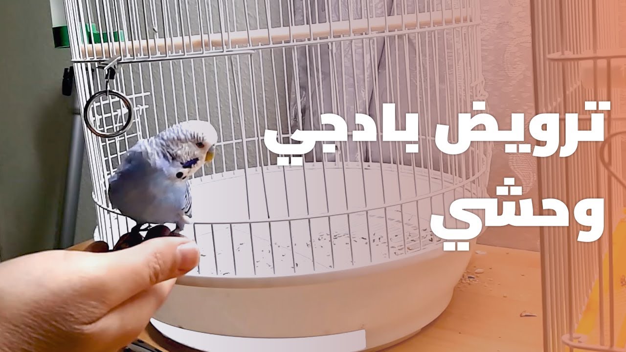 ترويض طائر البادجي وتعليمة الطيران داخل الغرفة