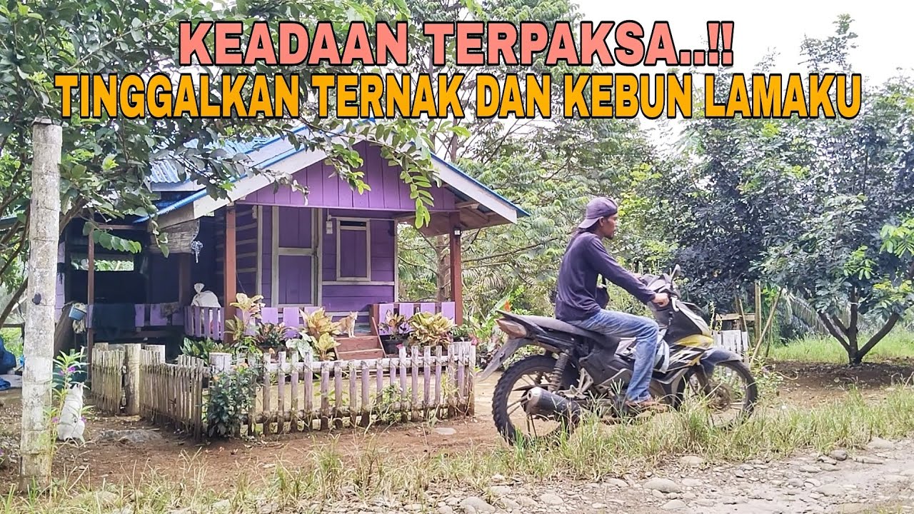 KEADAAN TERPAKSA..!! SELAMAT TINGGAL KEBUN DAN TERNAK KU