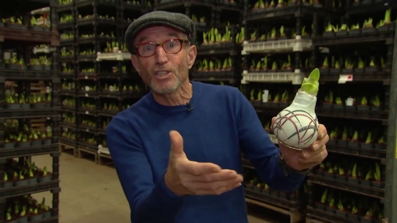 Rob Verlinden over de No Water Flowers&reg; wax Amaryllis | Vreugdenhil Bulbs & Plants